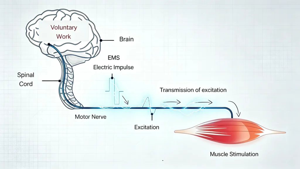 Principles of EMS Electrical Muscle Stimulation